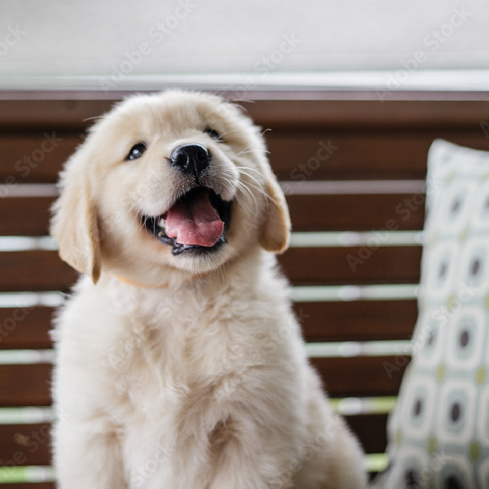 Sacramento CA Veterinarian Kokopelli Veterinary Center