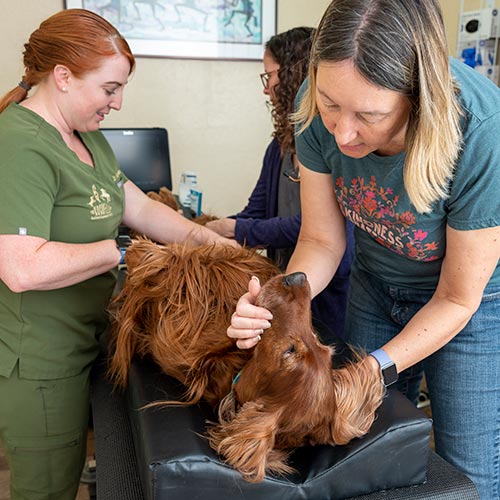 Canine Reproduction Veterinarians-Kokopelli Assisted Reproductive Services