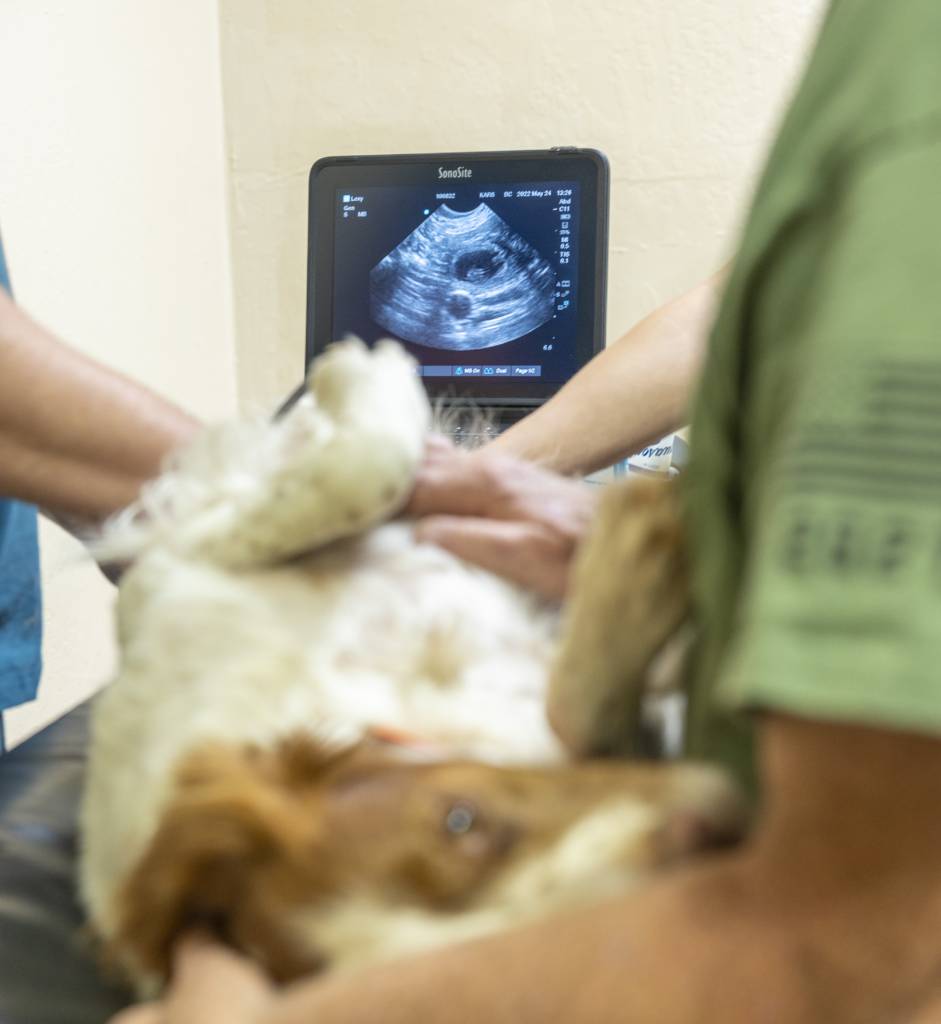 Animal Reproduction Veterinarians-Kokopelli Assisted Reproductive Services